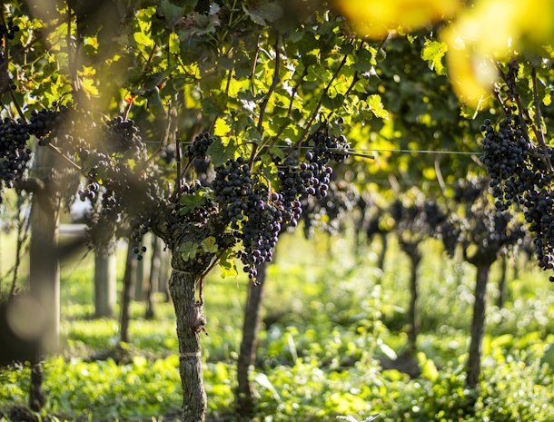 Albafiorita-agriturismo-latisana-friuli-wijngaarden.jpg