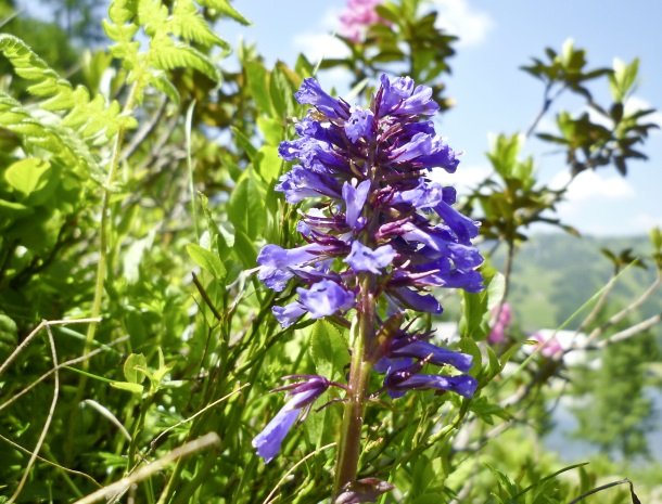 nassfeld wulfenia bloem.jpg