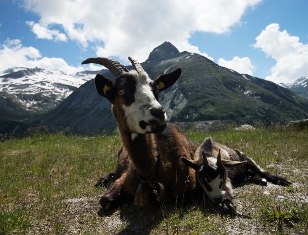 geiten grossglockner.jpg