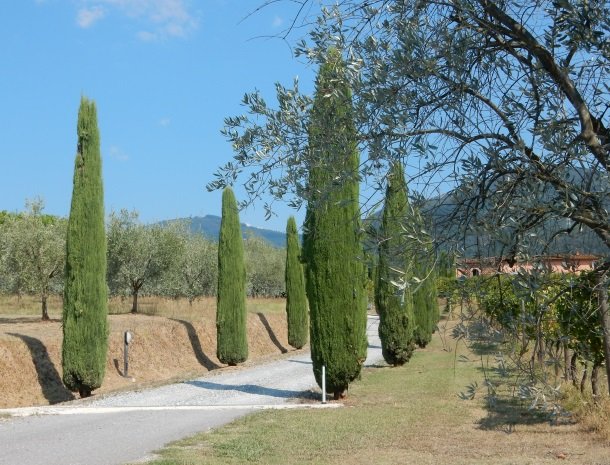 colledibordocheo-lucca-wijngaarden-olijfbomen.jpg