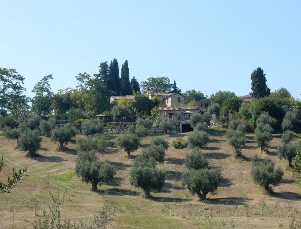 agriturismo-gli-ulivi-cingoli-olijfbomen.jpg