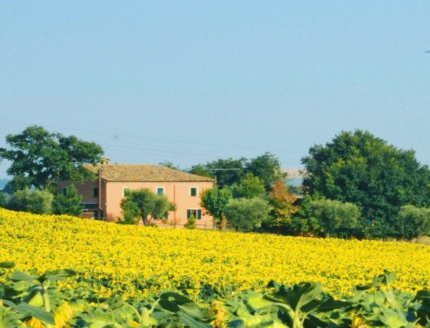 agriturismo-divin-amore-marche-zonnebloemen.jpg