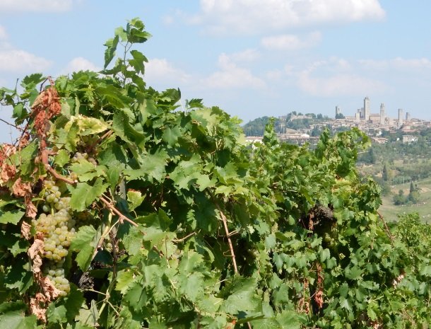 agriturismo-il-casolare-di-bucciano-sangimignano-druiven-uitzicht.jpg