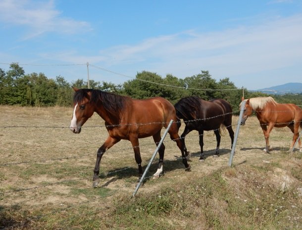 agriturismo-il-felcino-umbrie-paarden.jpg