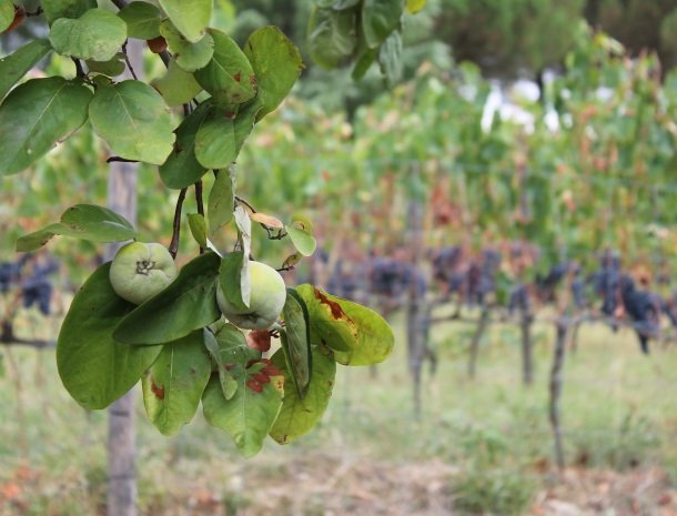 podere-alberese-asciano-toscane-fruit.jpg