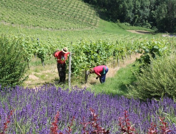 weingut mahorko_wijnboer.jpg