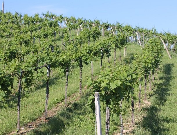 weingut zirngast_wijnranken.jpg