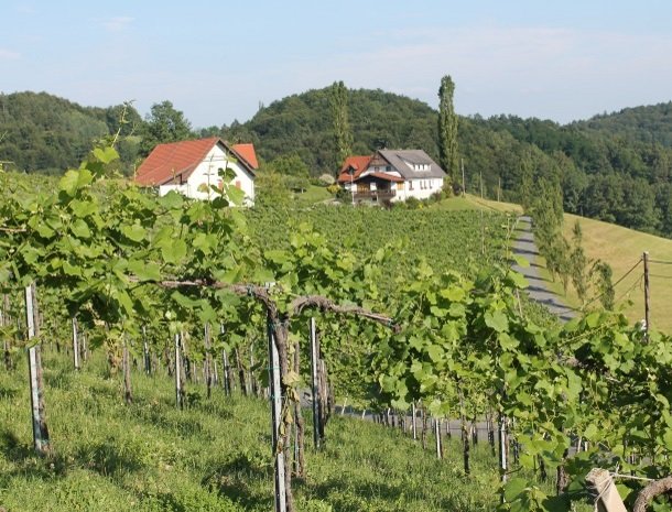 weingut zirngast_uitzichtwijnranken.jpg