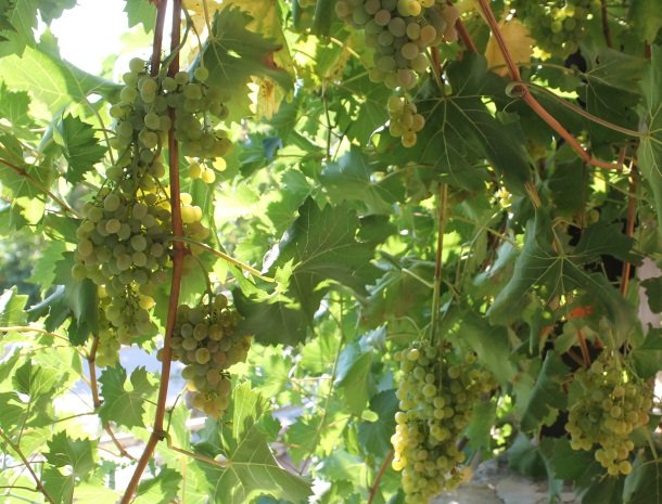fattoria-marchetti-marche-druiven.jpg