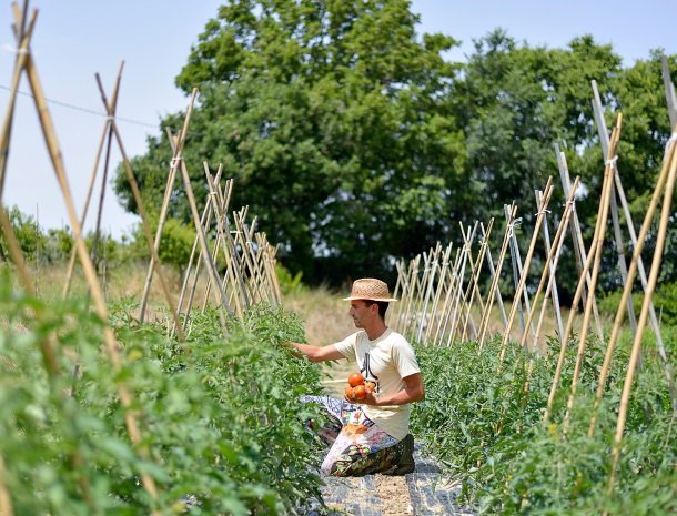 fattoria-marchetti-marche-tomatenverbouw.jpg