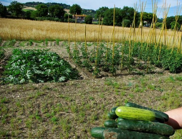 casale-don-dome-marche-moestuin.jpg