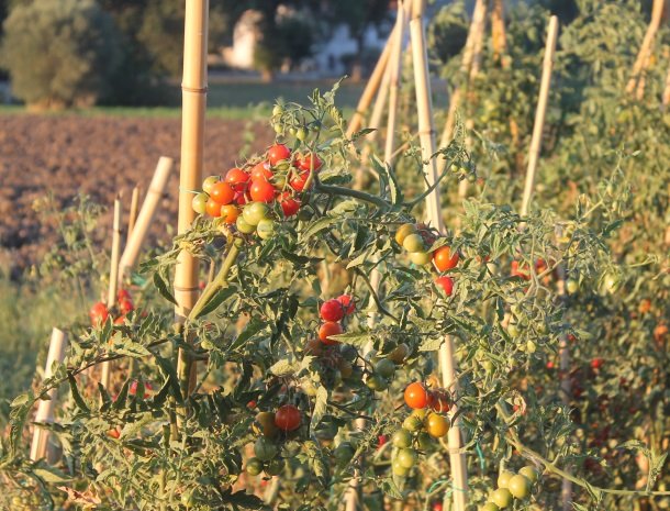 casale-don-dome-marche-tomaten.jpg