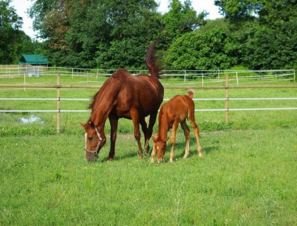 casale-don-dome-marche-paarden.jpg