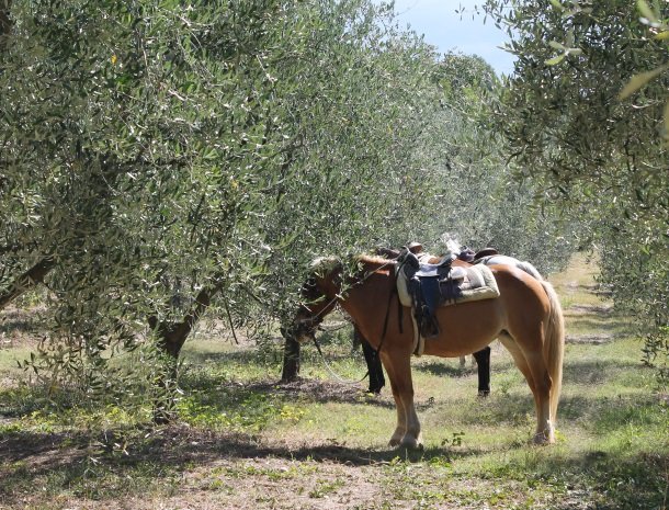 agriturismo-il-giardino-toscane-paard.jpg