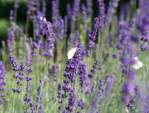 zirbenland-steiermark-lavendel.jpg