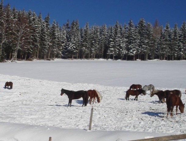 ponyhof-ratten-paarden-winter.jpg