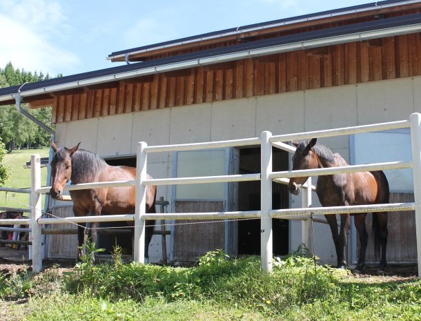 ponyhof-ratten-paarden.jpg