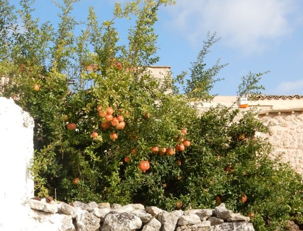 agriturismo-baglio-san-nicola-granaatappels.jpg