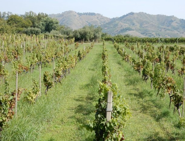tenuta scilio linguaglossa wijngaarden.jpg