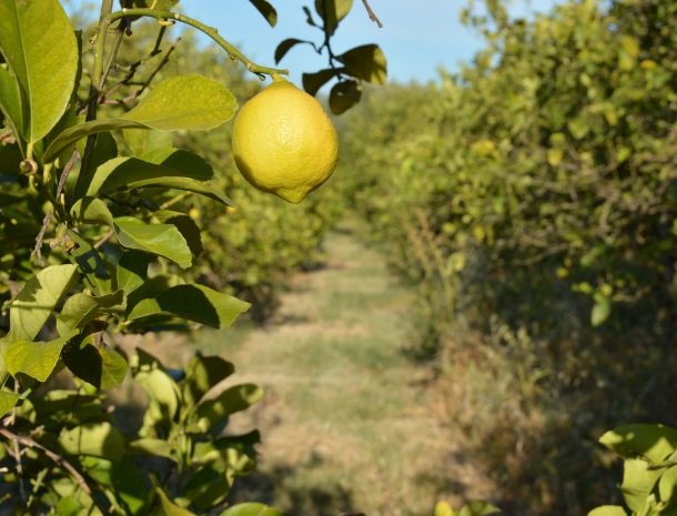 agriturismo le zagare di vendicari citroen.jpg