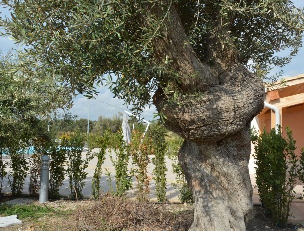 agriturismo le zagare di vendicari olijfboom.jpg