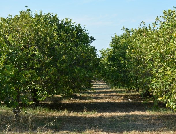 agriturismo le zagare di vendicari citroenbomen.jpg