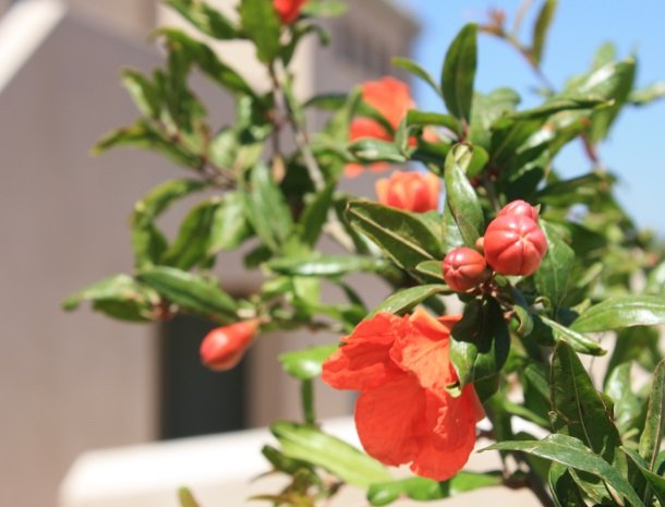 relais-casina-miregia-menfi-bloemen.jpg