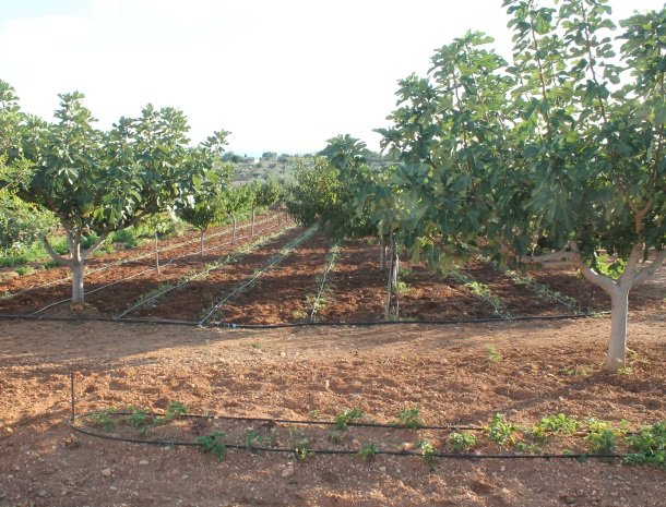 relais-casina-miregia-menfi-platteland.jpg