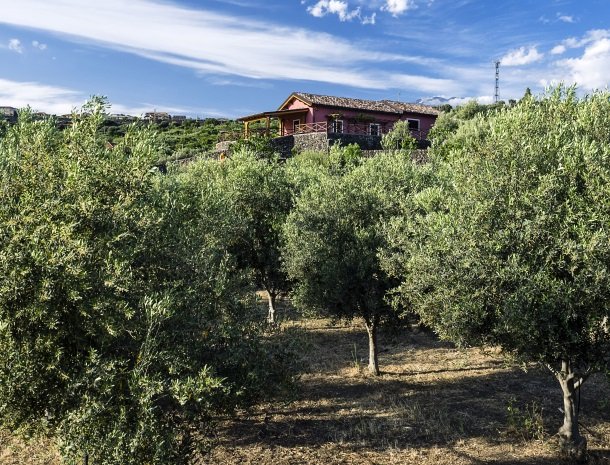 agriturismo-fontana-cherubino-olijfbomen.jpg