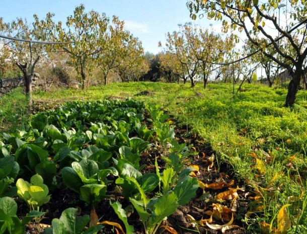 palazzo-rosso-riposto-moestuin.jpg