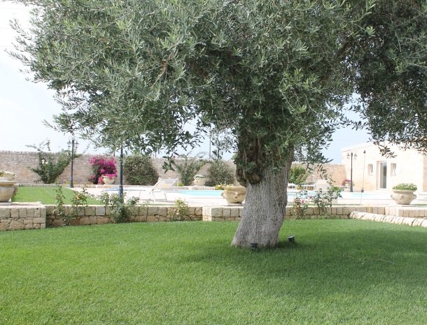 casale1821-ragusa-olijfboom-tuin.jpg