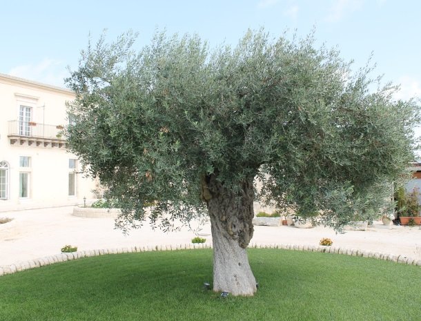 casale1821-ragusa-olijfboom.jpg