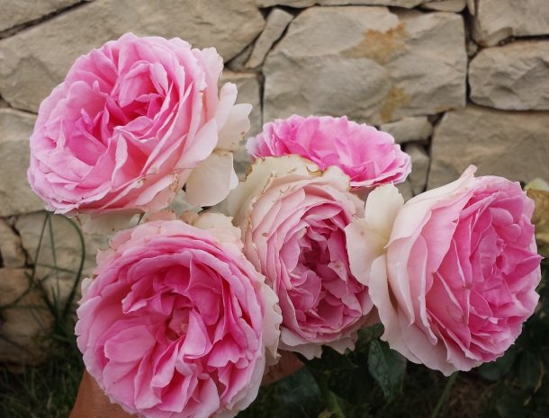 casale1821-ragusa-rozen.jpg