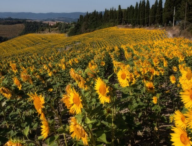 agriturismo-pieve-sprenna-zonnebloemen.jpg