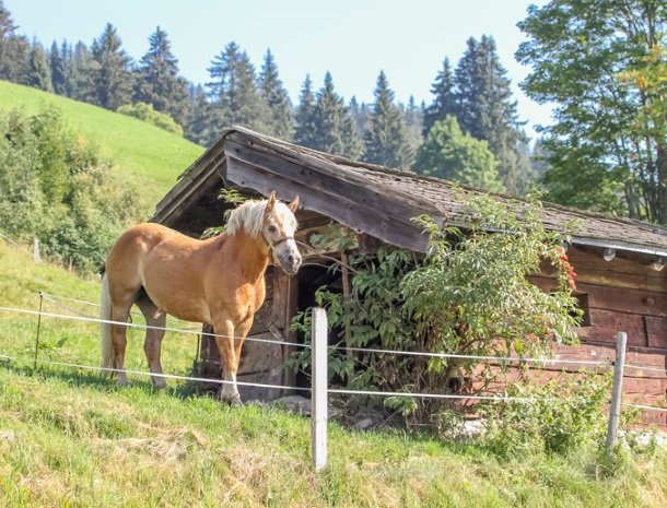 ferienhof-pfefferbauer-hinterglemm-pony.jpg