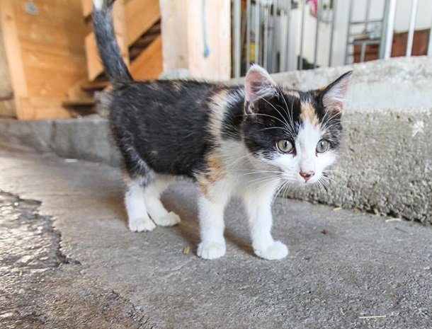 ferienhof-pfefferbauer-hinterglemm-poes.jpg