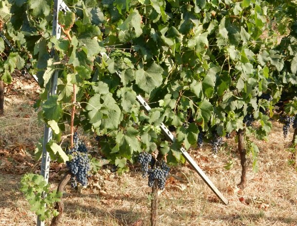 tenuta-scilio-wijngaarden-druiven.jpg