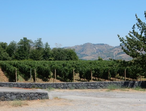 tenuta-scilio-wijngaarden.jpg