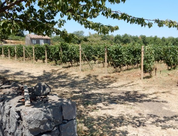 tenuta-scilio-wijngaardenbij-etna.jpg