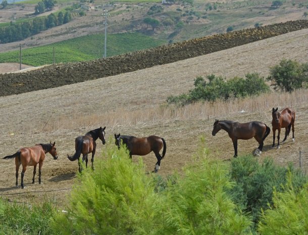 agriturismo-arcudaci-sicilie-paarden.jpg