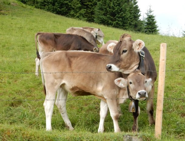 haus-tannhof-jungholz-tirol-omgeving-koeien.jpg