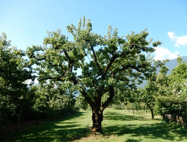 hotel-gruberhof-merano-fruitbomen.jpg