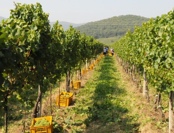 villa-gradoni-franciacorta-wijngaarden-druiven.jpg