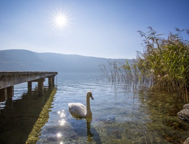 millstattersee-karinthie-zwaan.jpg