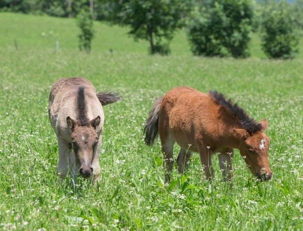 feriendorf-ponyhof-fusch-grossglockner-ponys.jpg