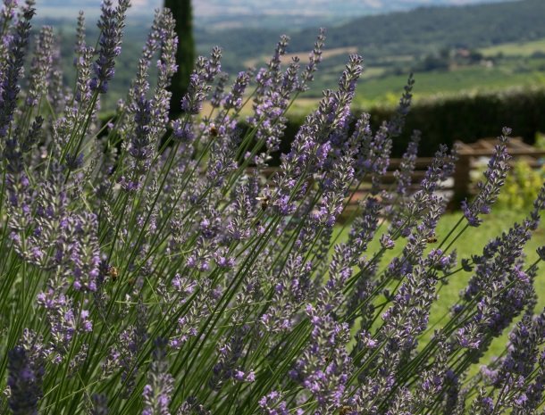 agriturismo-nobile-montepulciano-lavendel.jpg