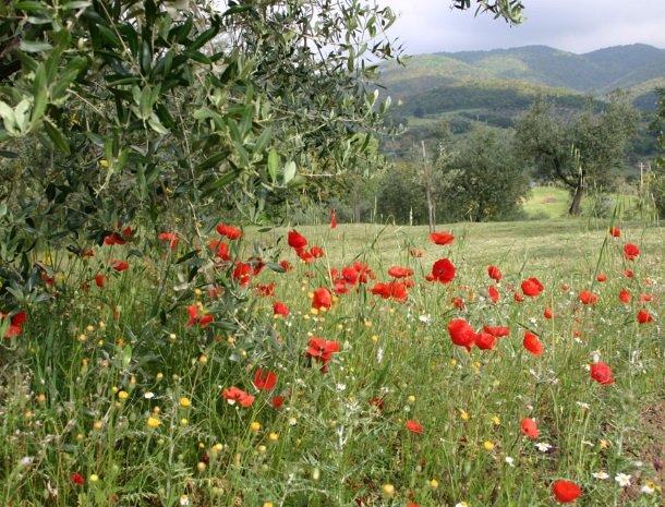 agriturismo-il-ghiaccio-suvereto-omgeving.jpg