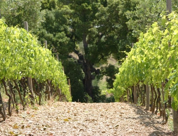 agriturismo-il-ghiaccio-suvereto-wijngaarden.jpg