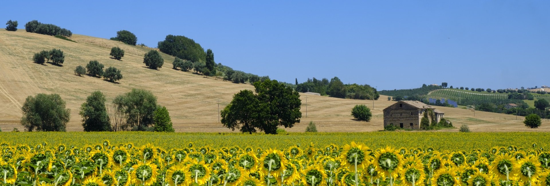 marche-zonnebloemen-italie.jpg