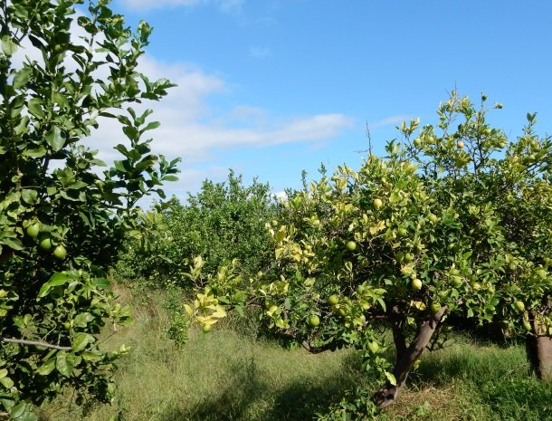 agriturismo-galea-riposto-sicilie-citroenboomgaard.jpg